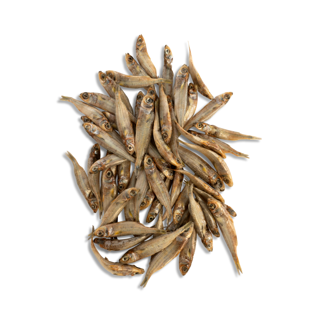 ChewBlue - Hardy Heads