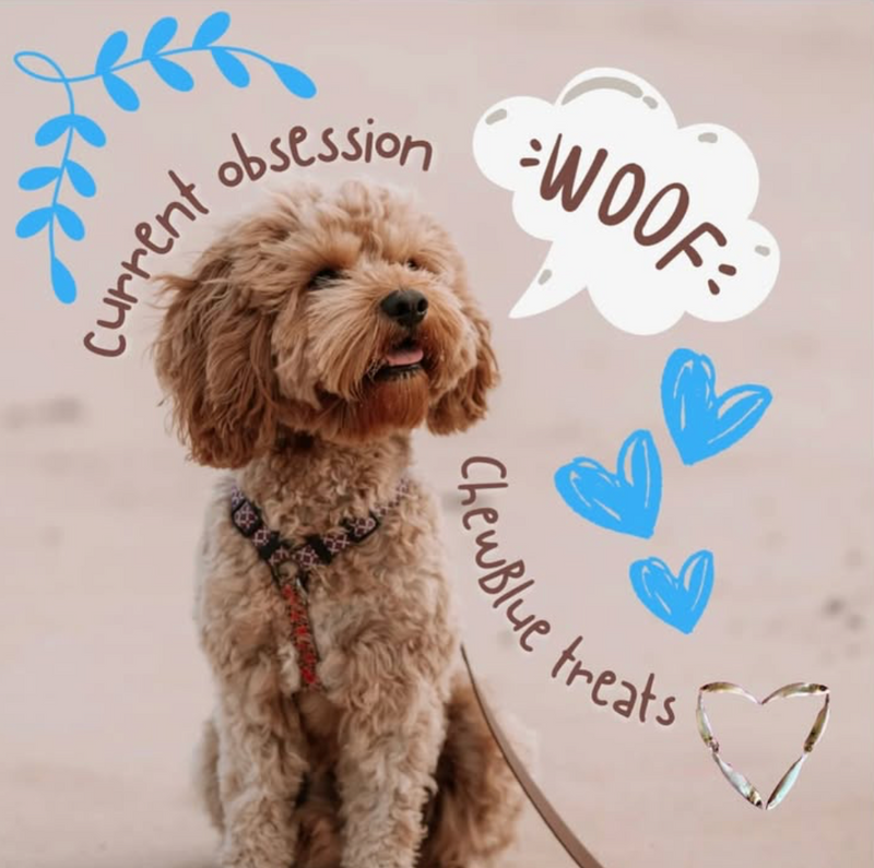 Why Dogs Love ChewBlue
